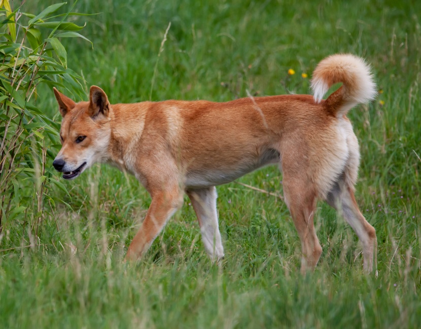 动作敏捷的澳洲野犬图片