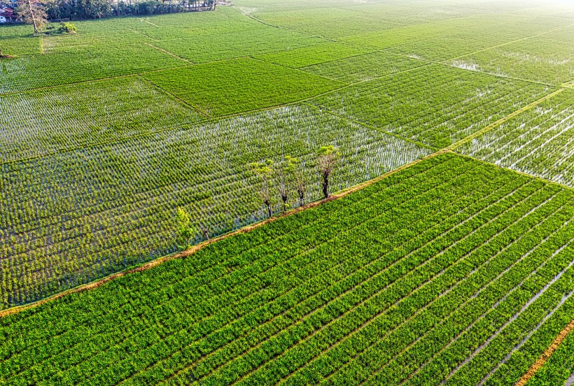 绿油油的农田图片