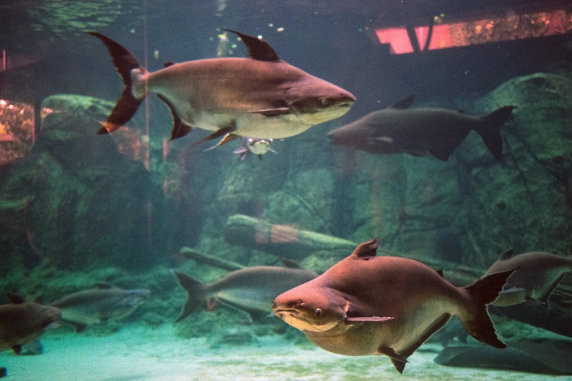 漂亮的水族館海洋生物圖片