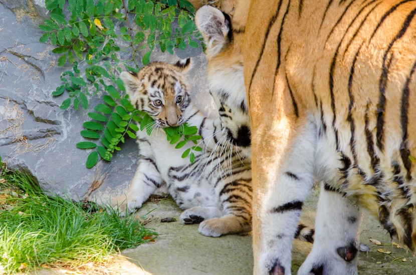 温馨的老虎和幼崽图片