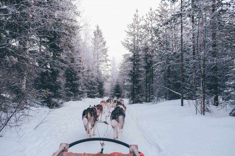 雪地上的雪橇犬图片