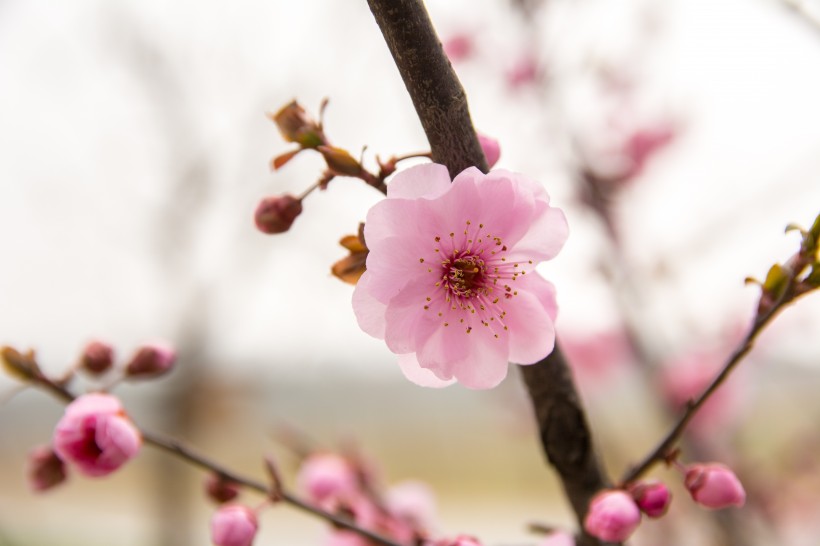 淡雅的梅花圖片