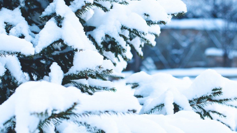 冰雪覆盖的植物图片