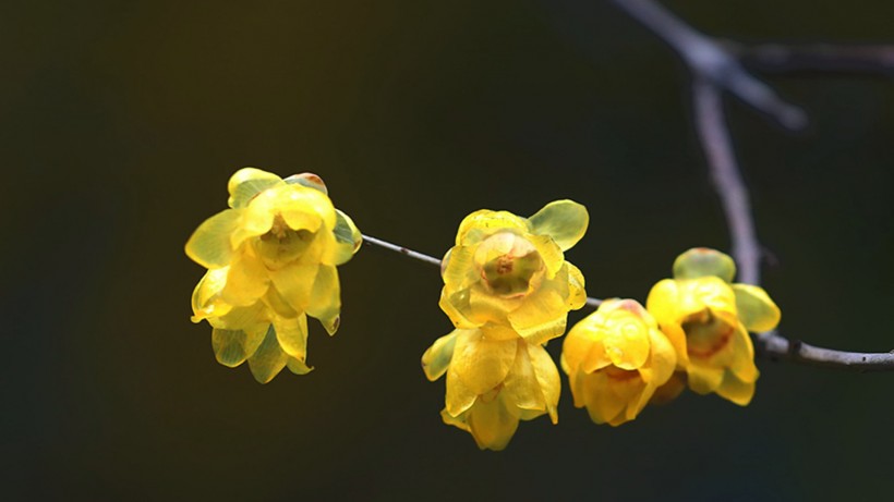 黃色臘梅花圖片