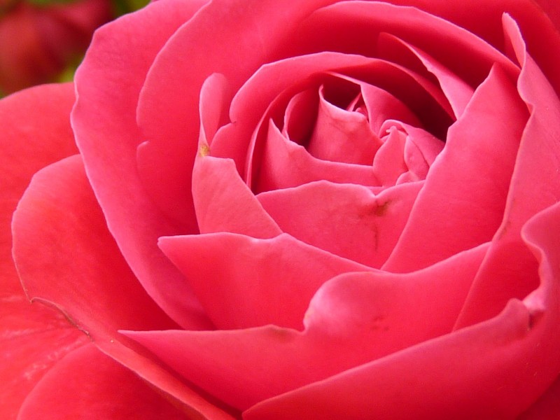 娇艳清新的粉色玫瑰花图片