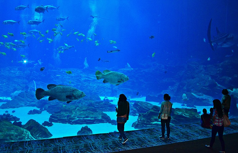 奇妙的水族館圖片