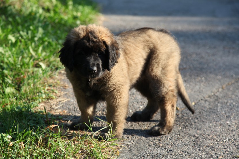 體型高大的蘭波格犬圖片