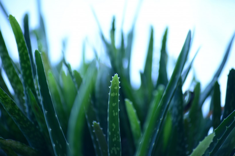 绿色新鲜的芦荟图片