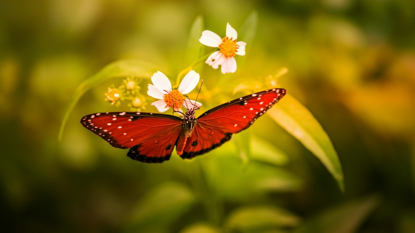 优雅的红色蝴蝶图片