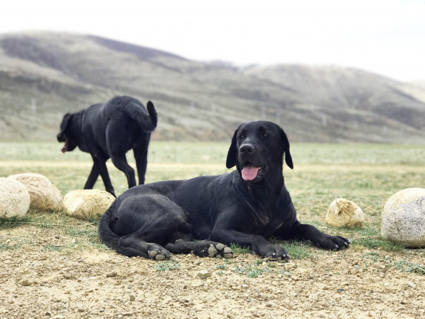 黑色的拉布拉多猎犬图片