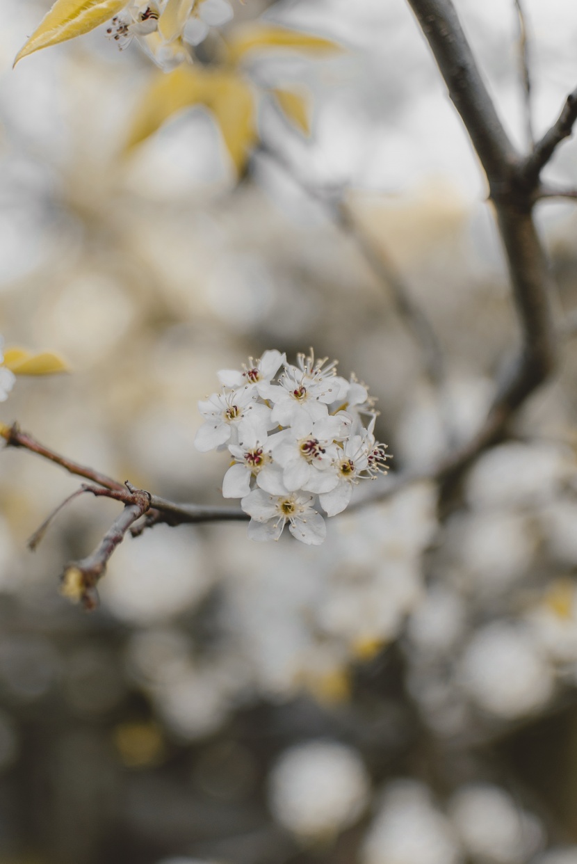 樹(shù)枝上盛開(kāi)的鮮花圖片