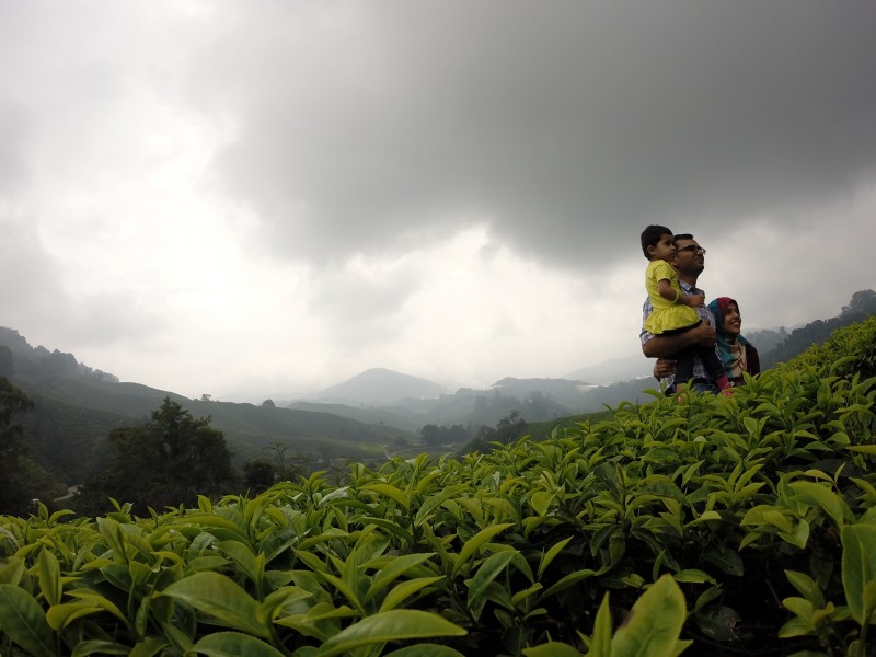 新鲜有格调的绿茶图片