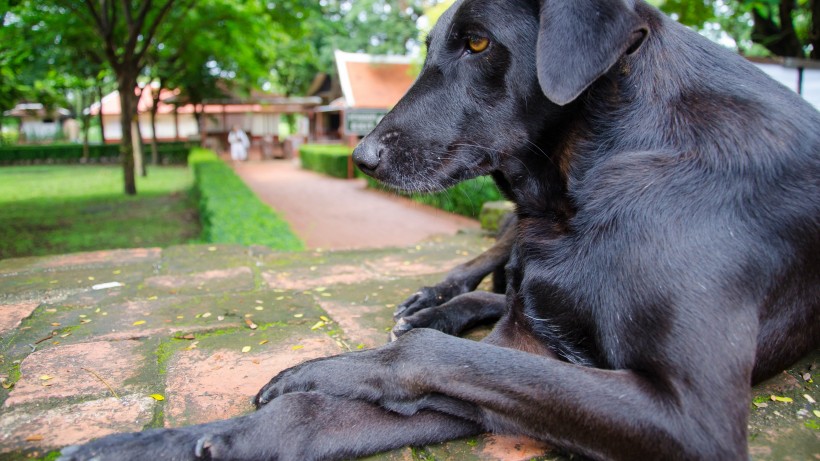 活潑忠誠的拉布拉多獵犬圖片