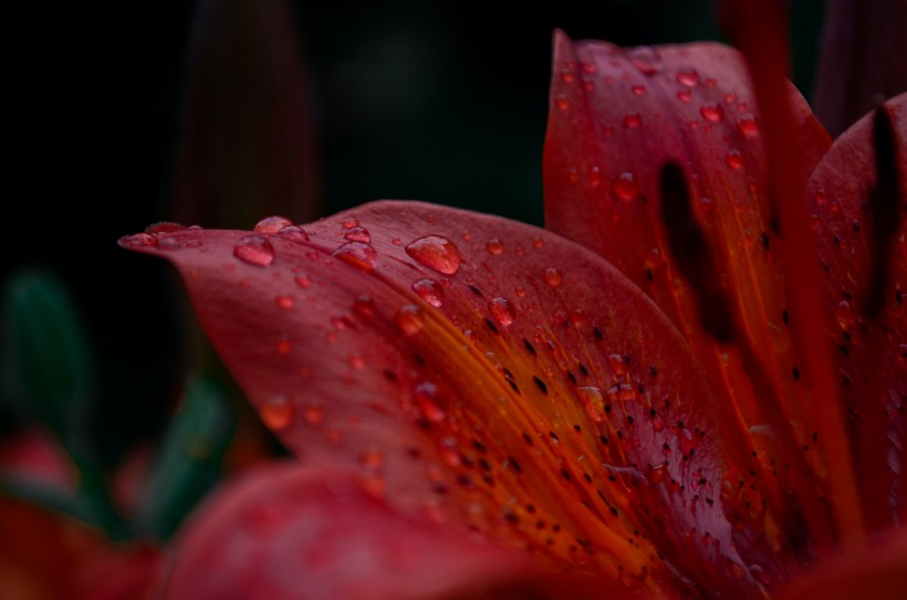 清麗芳香的百合花圖片