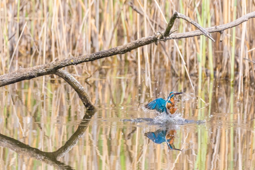 藍(lán)色可愛的翠鳥圖片