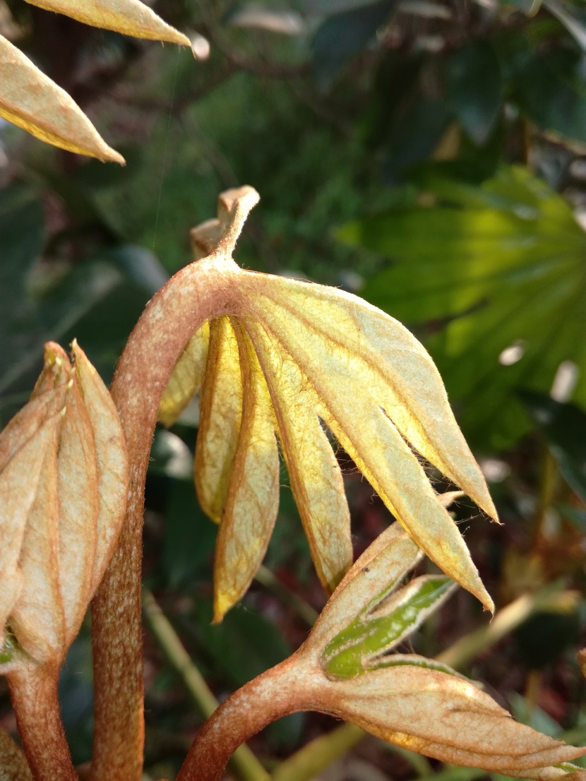 野外的植物圖片