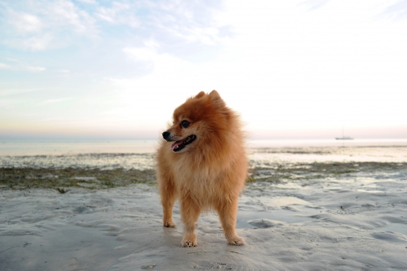 活泼好动的博美犬图片