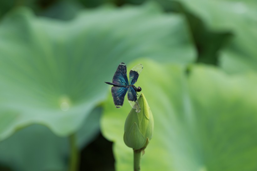 無脊椎動(dòng)物蜻蜓圖片