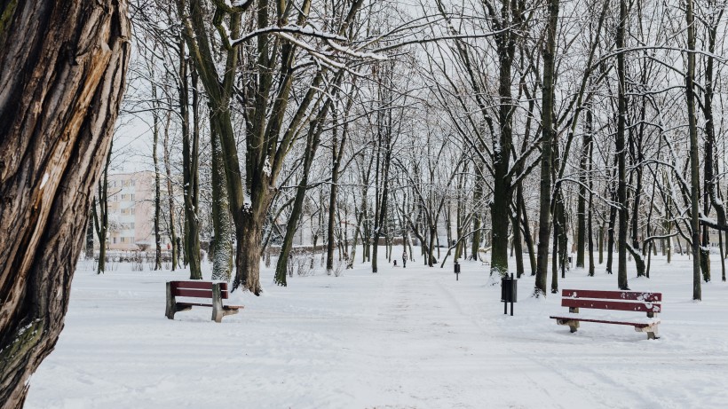 公園里的雪景圖片