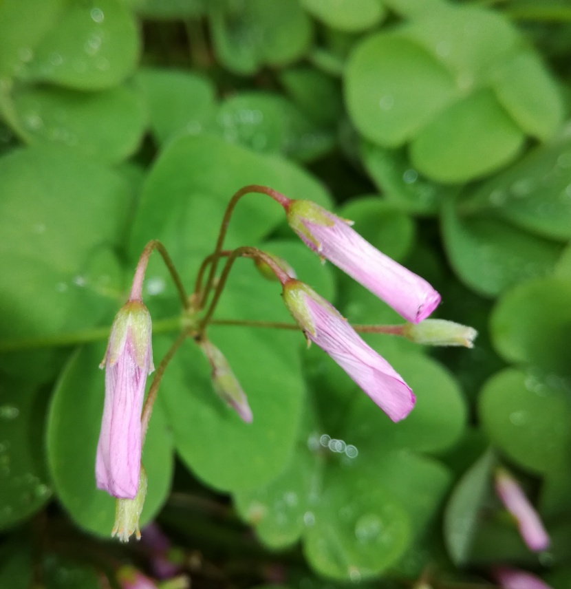 路邊的野花圖片