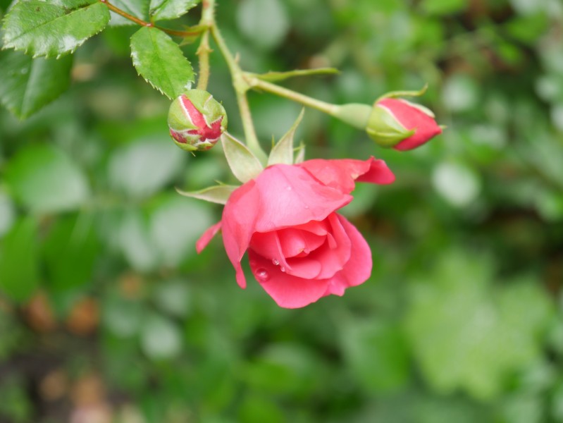 芬芳的玫瑰花圖片