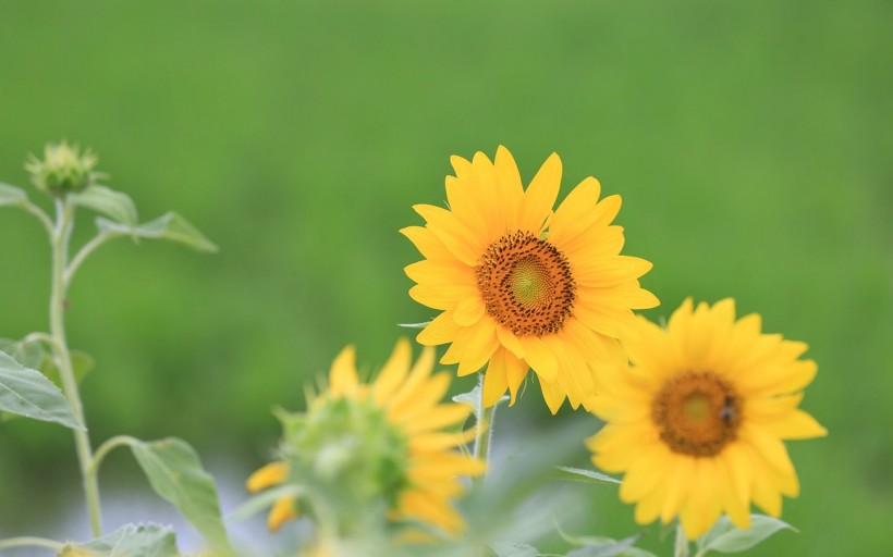 唯美護(hù)眼太陽(yáng)花圖片