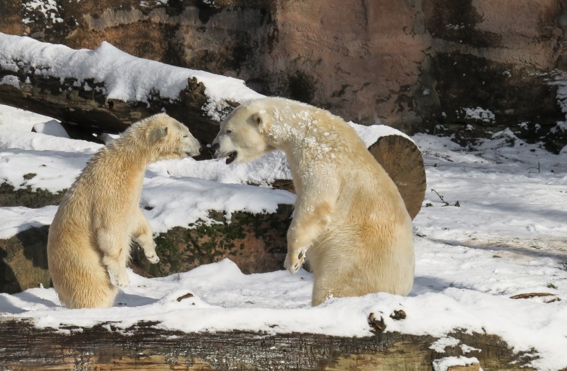 可爱呆萌的白色北极熊图片