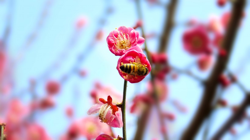 春季唯美桃花图片