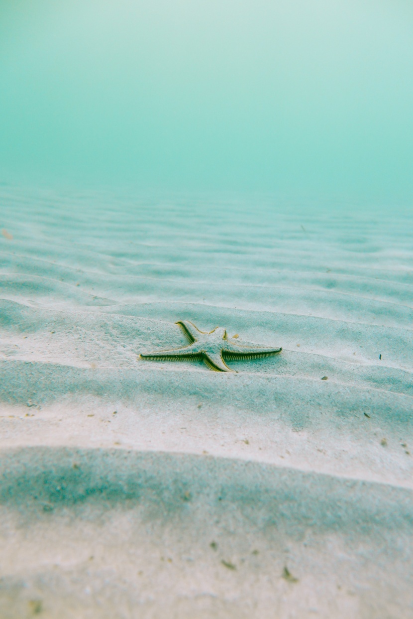 不同的海星图片