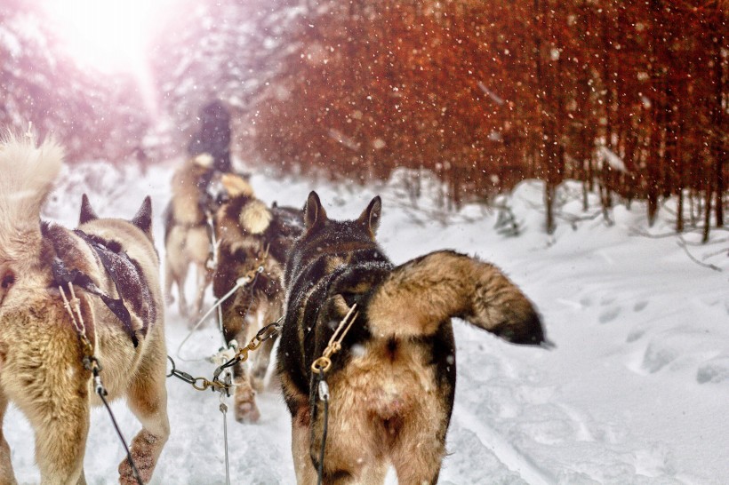 雪地上的雪橇犬图片