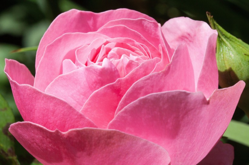 淡雅的粉色玫瑰花图片