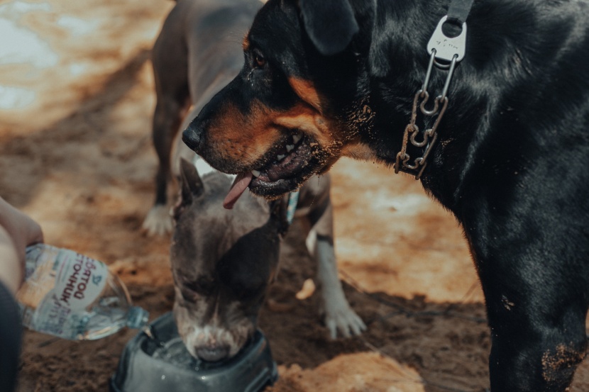 气势强悍的罗威纳犬图片