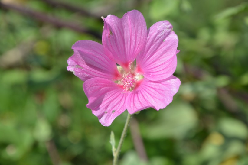 各种颜色盛开的芙蓉花图片