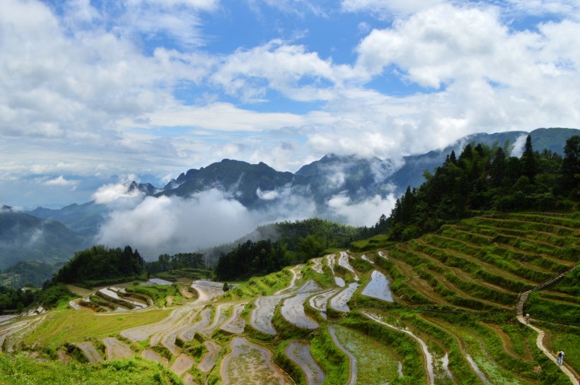 浙江丽水云和梯田自然风景图片