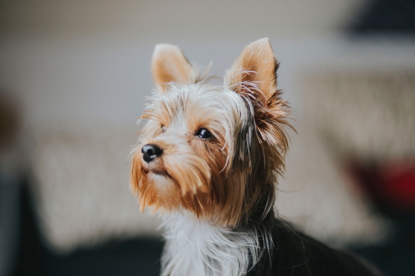 娇小活泼的约克夏梗犬图片