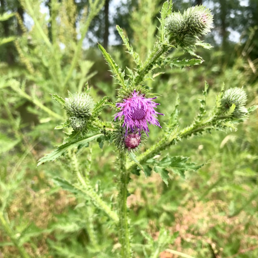 淡雅紫色牛蒡花图片