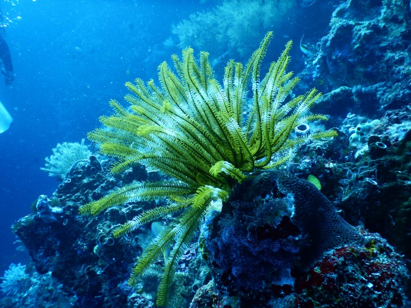 海里的珊瑚圖片