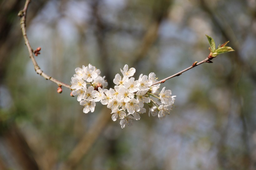 清香淡雅的苹果花图片