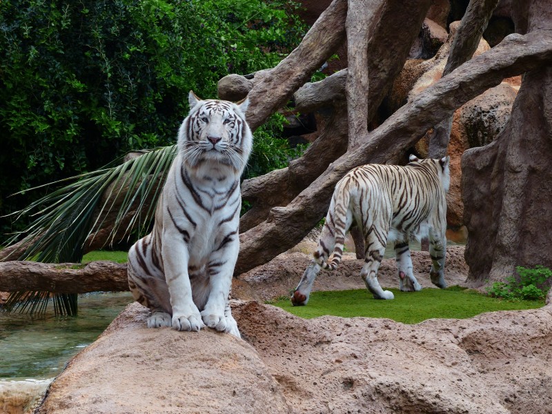 動(dòng)物園里的孟加拉白虎圖片