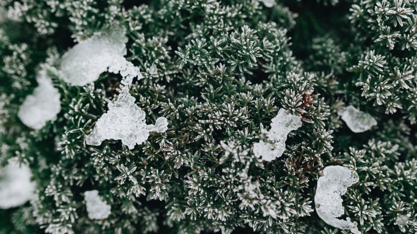 冰雪覆盖的植物图片