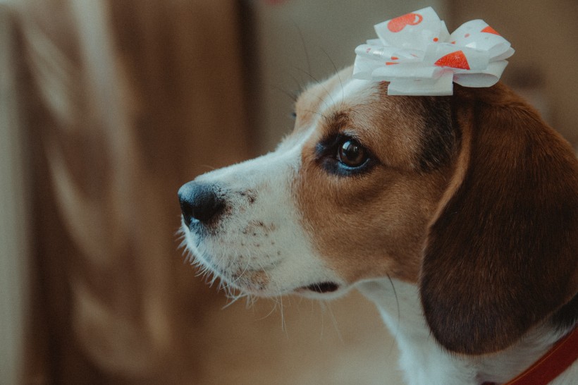 可爱的米格鲁猎兔犬头部图片