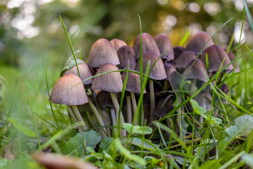 森林里的野生蘑菇圖片