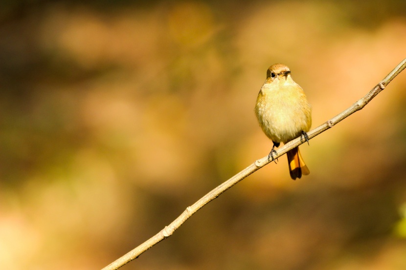 鳴聲婉轉(zhuǎn)悠揚(yáng)的繡眼鳥(niǎo)圖片