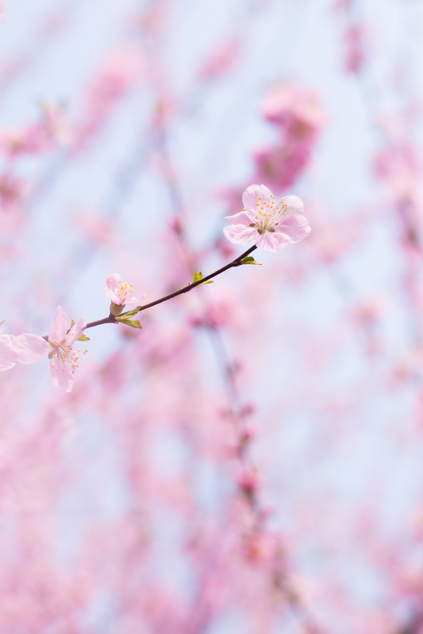 淡雅粉色桃花图片