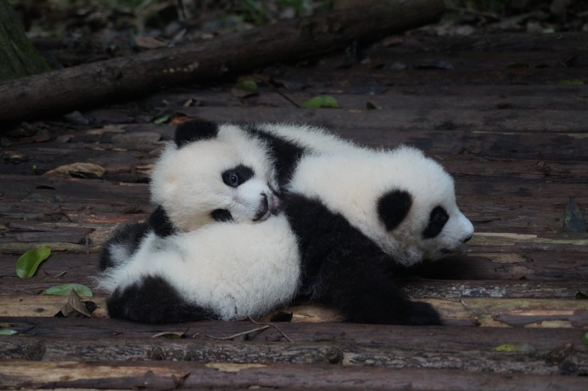 動(dòng)物園里的國(guó)寶大熊貓圖片