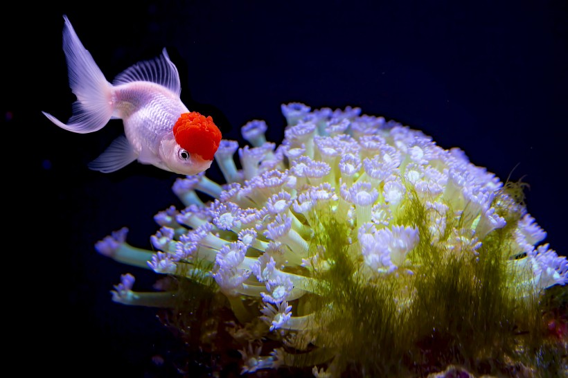 水族馆里的水生动植物图片