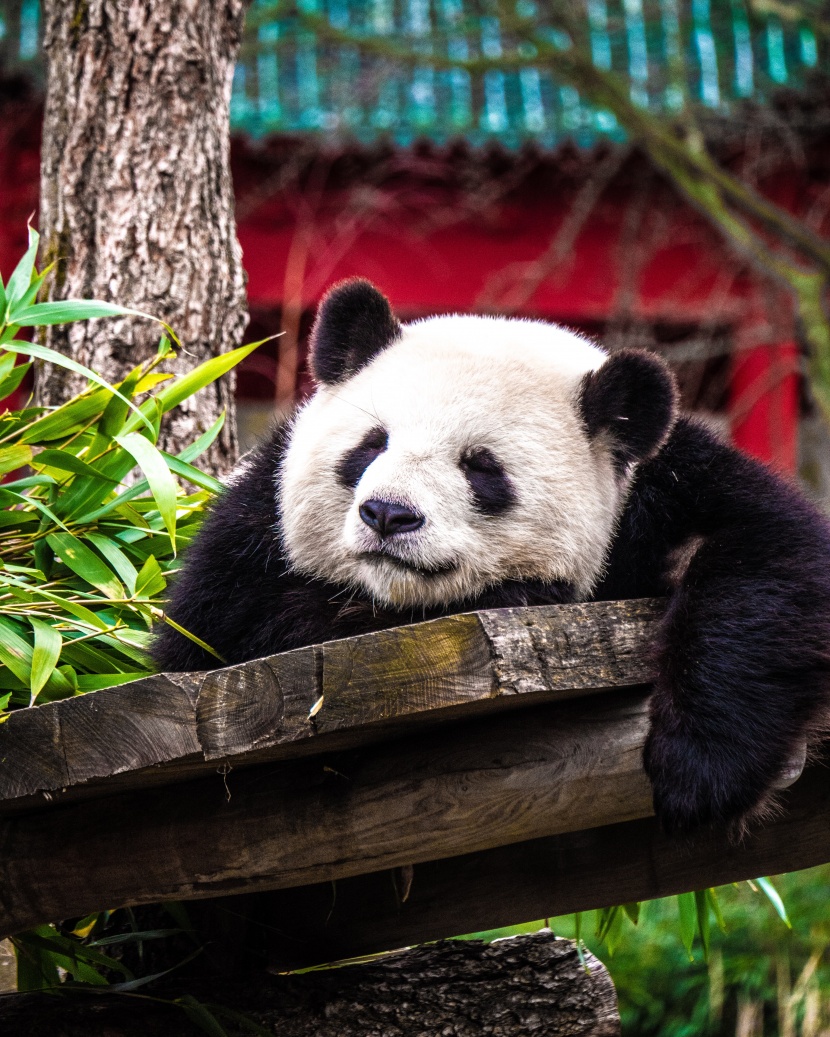 顽皮可爱的熊猫图片