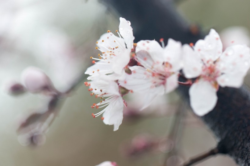 淡粉色樱花图片