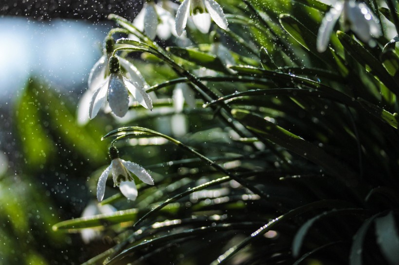 白雪般純潔的雪花蓮鮮花圖片