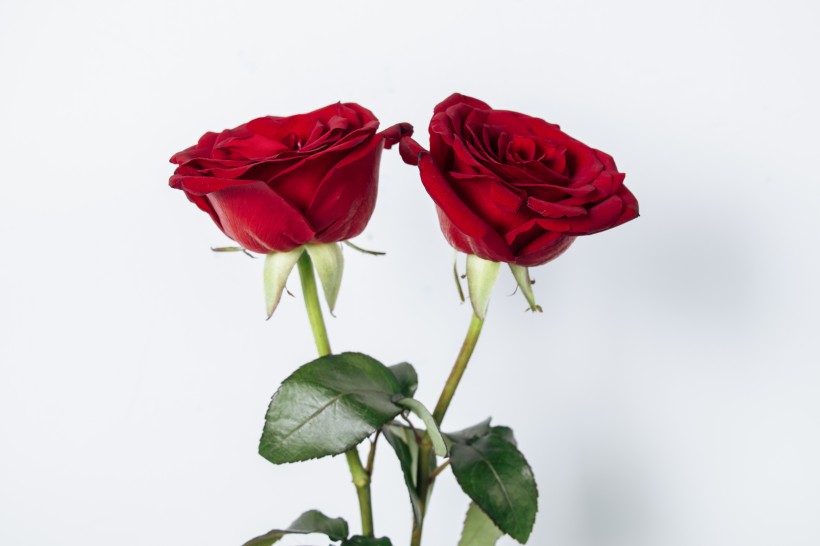 红色的玫瑰花图片